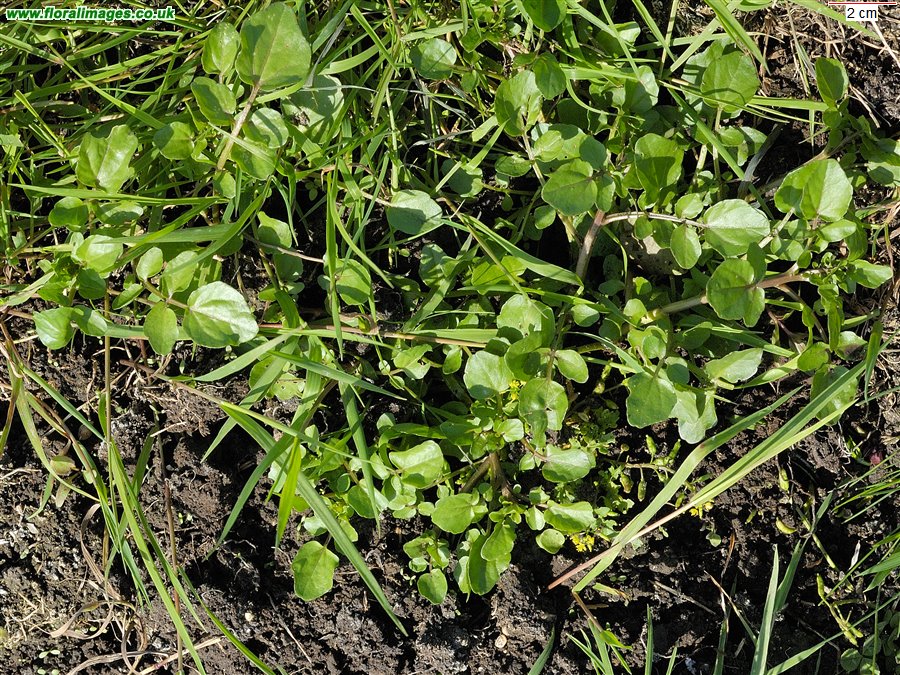 Nasturtium officinale