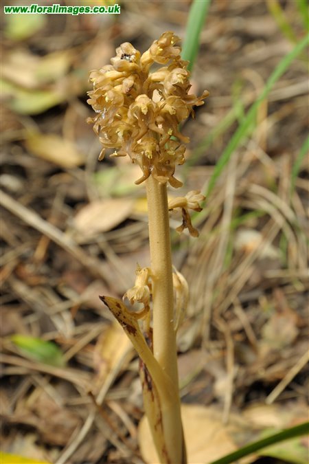 Neottia nidus-avis