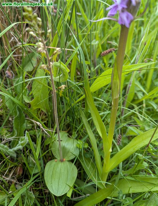 Neottia ovata