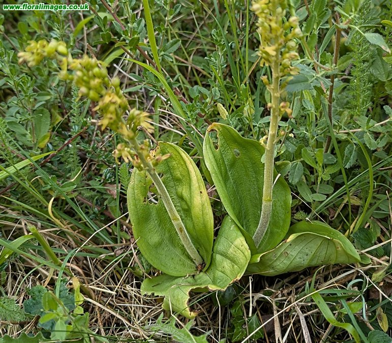 Neottia ovata