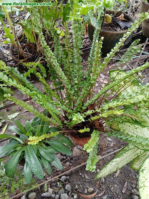 Nephrolepis cordifolia