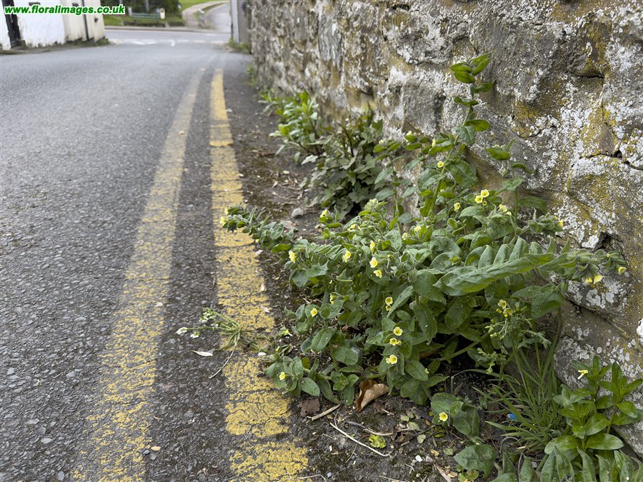 Nonea lutea