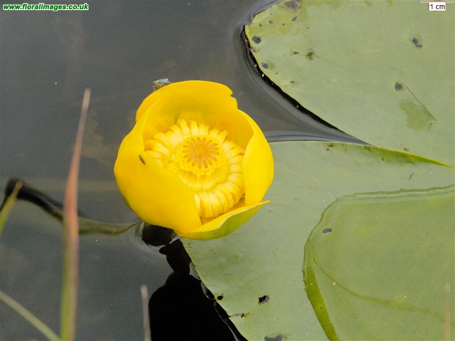 Nuphar lutea