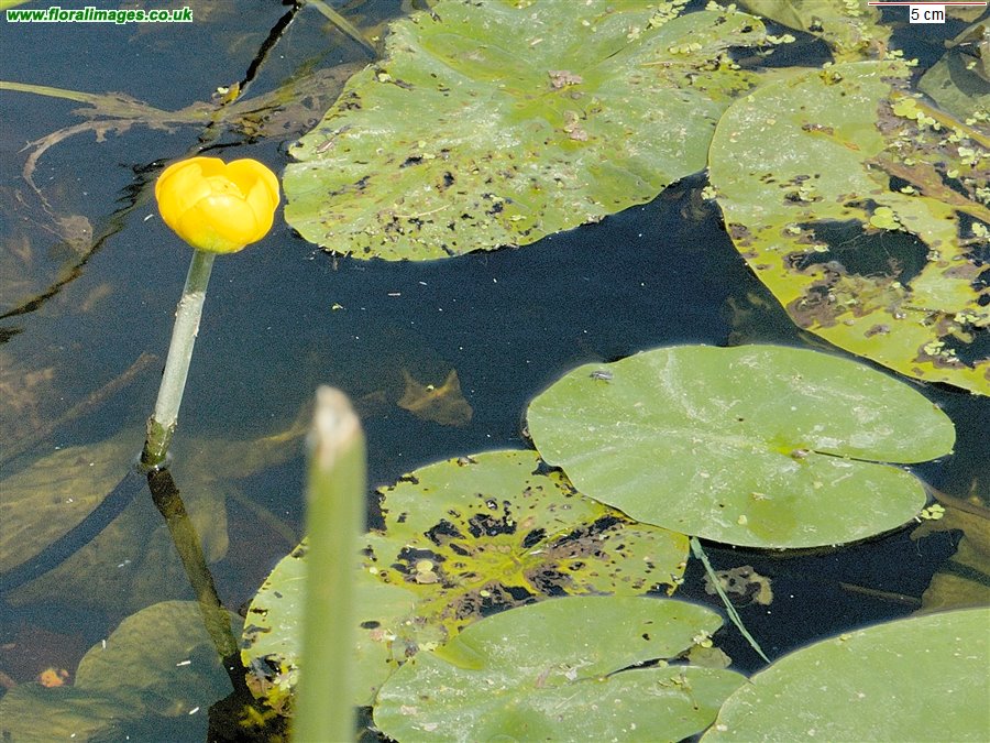 Nuphar lutea