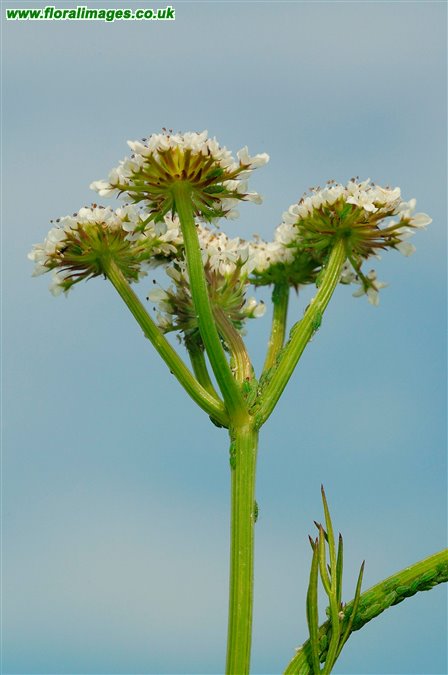 Oenanthe silaifolia