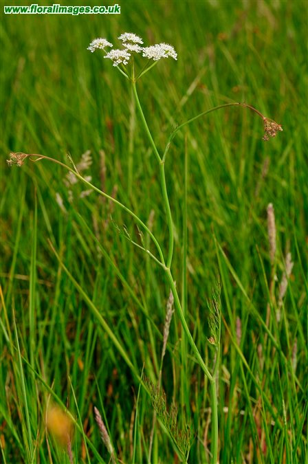 Oenanthe silaifolia