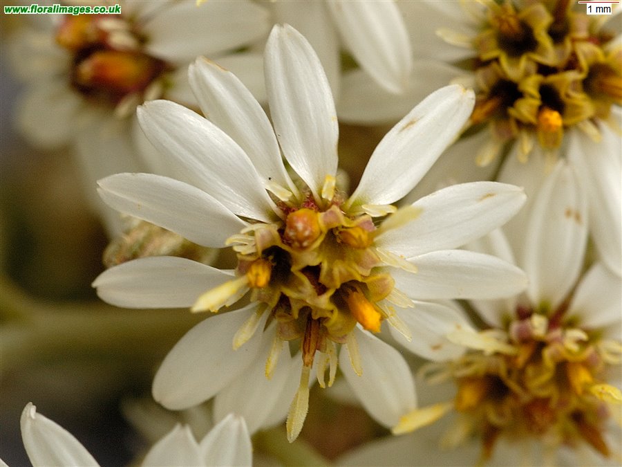 Olearia macrodonta