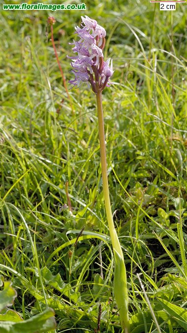 Orchis simia
