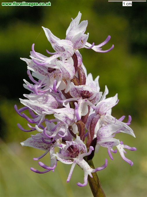 Orchis simia