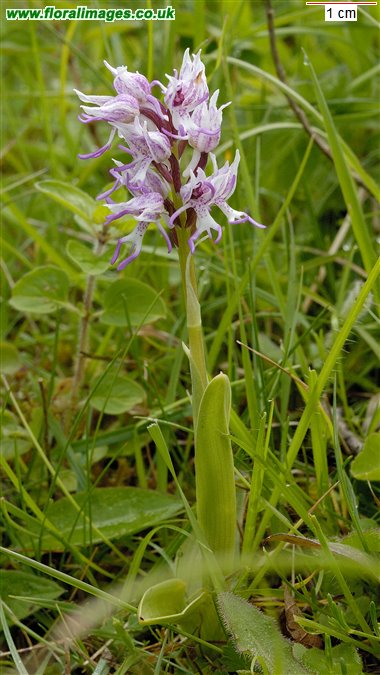 Orchis simia