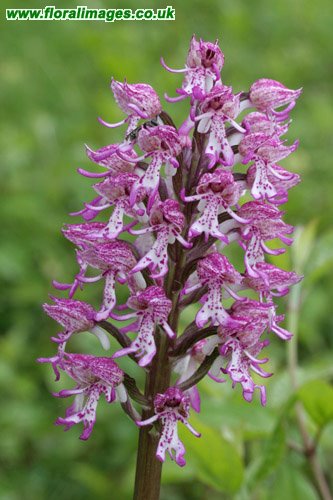 Orchis x angusticruris