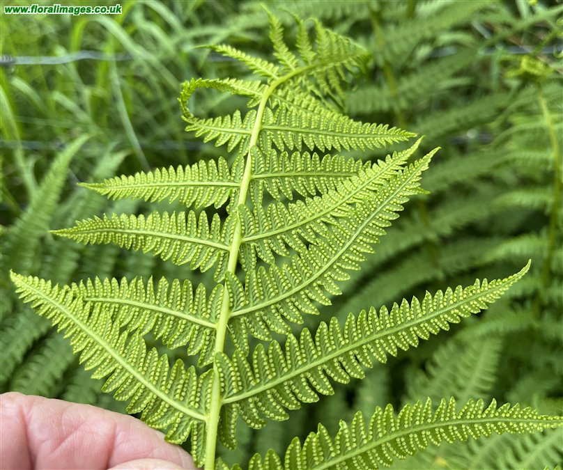 Oreopteris limbosperma
