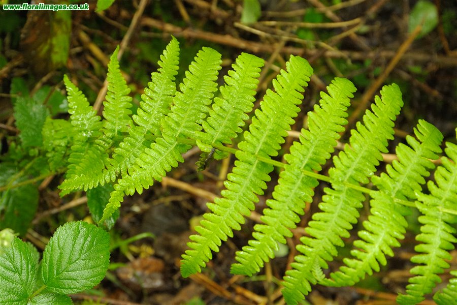 Oreopteris limbosperma