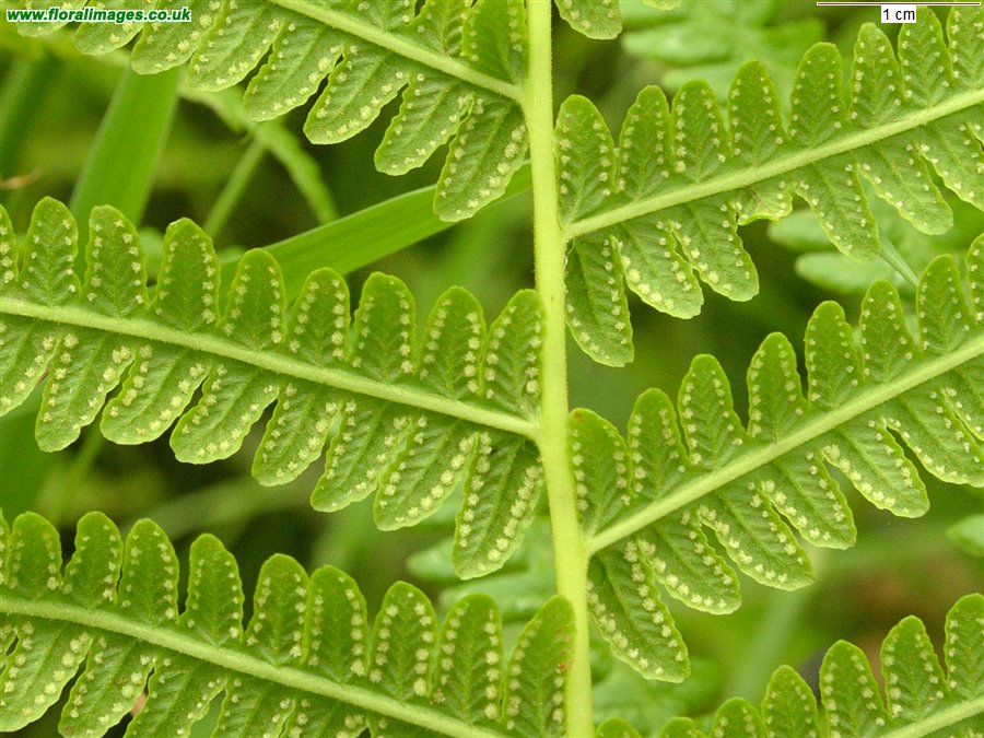 Oreopteris limbosperma