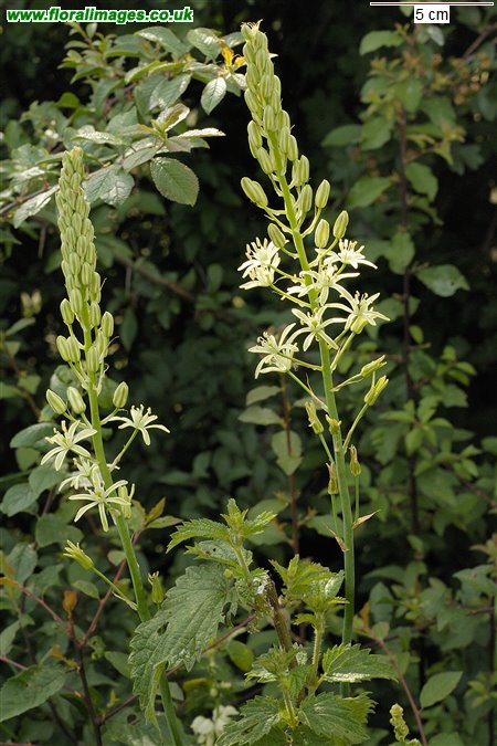 Ornithogalum pyrenaicum