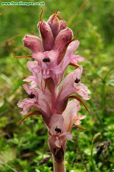 Orobanche caryophyllacea