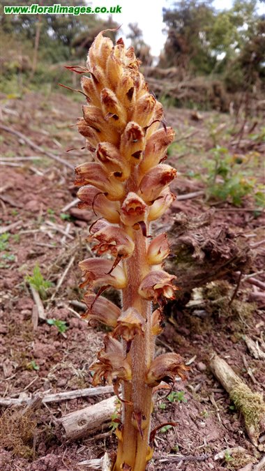 Orobanche rapum-genistae