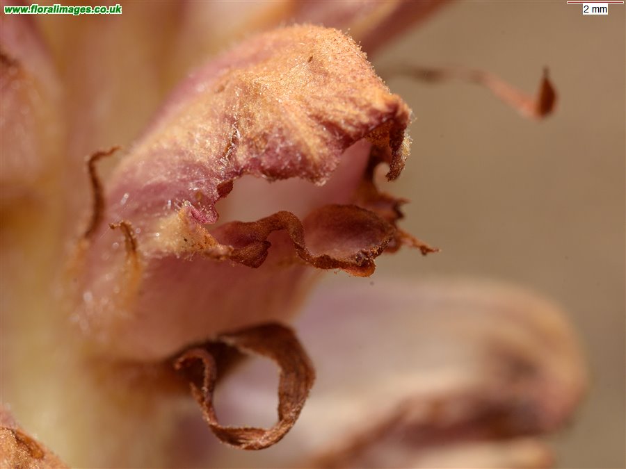 Orobanche rapum-genistae