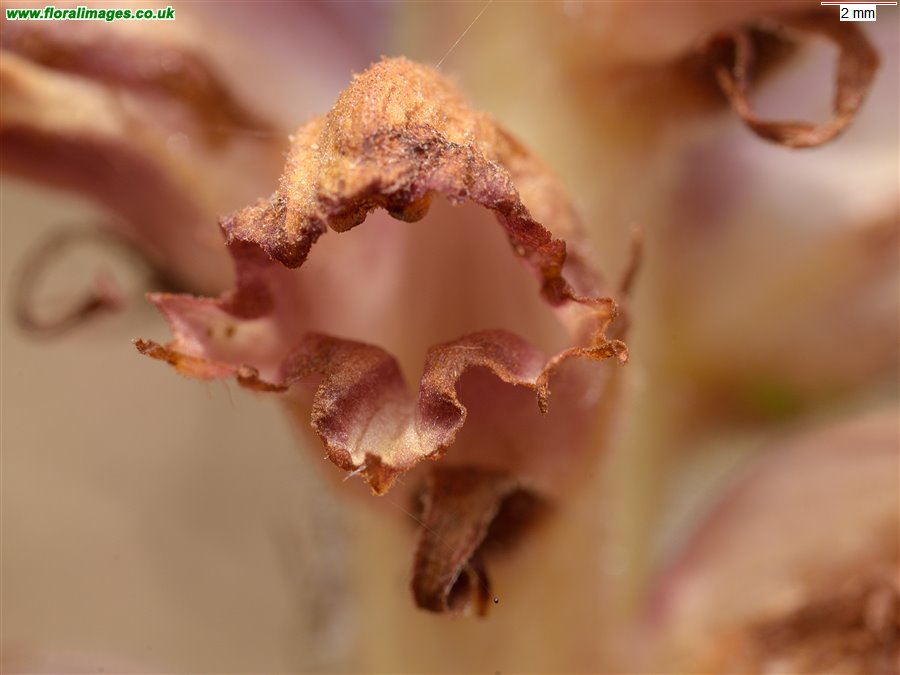 Orobanche rapum-genistae