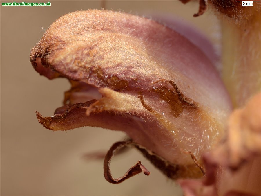 Orobanche rapum-genistae