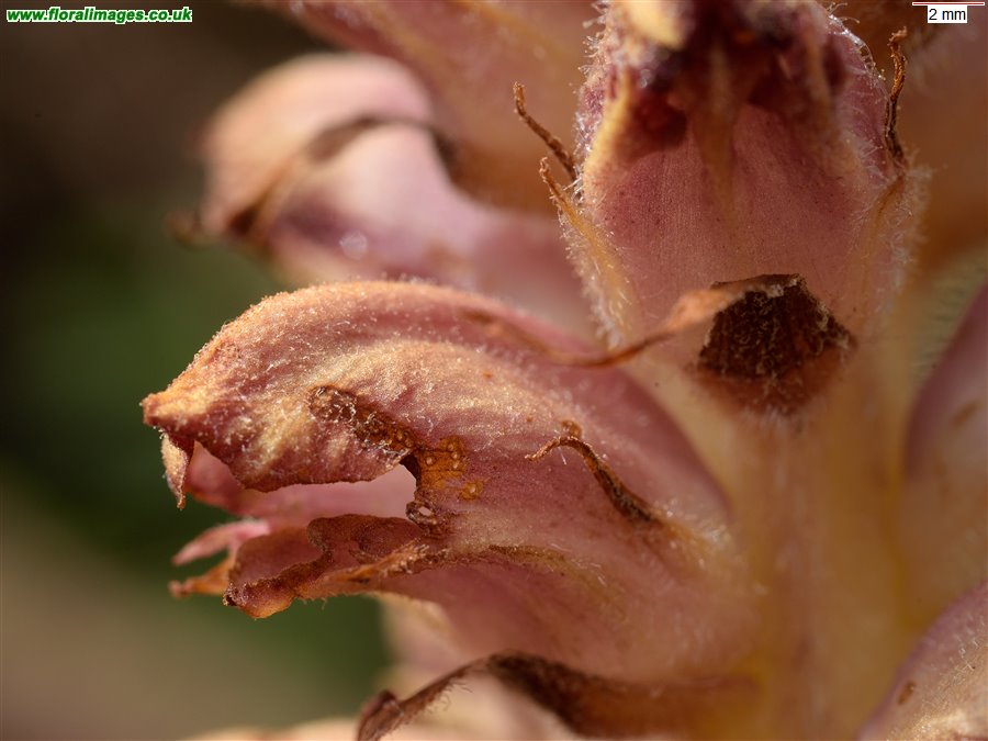 Orobanche rapum-genistae