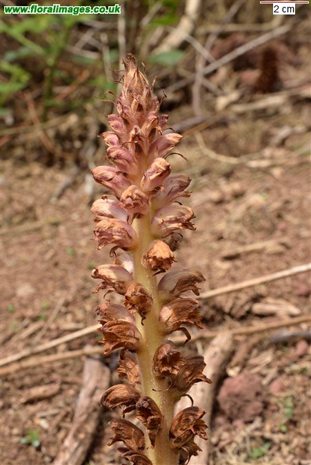 Orobanche rapum-genistae