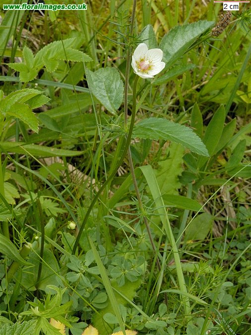 Parnassia palustris