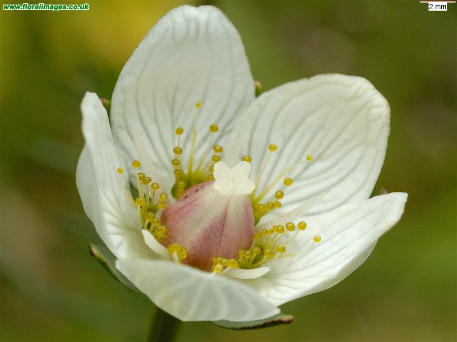 Parnassia palustris