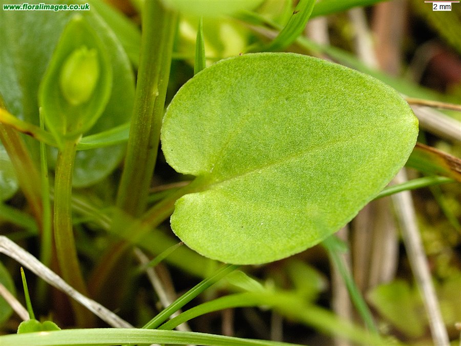 Parnassia palustris