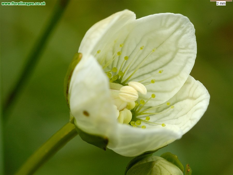 Parnassia palustris
