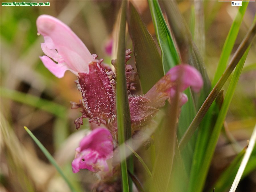 Pedicularis sylvatica