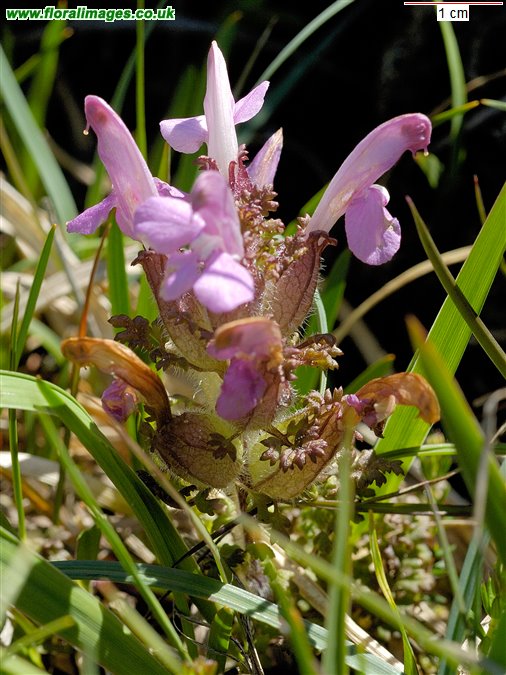 Pedicularis sylvatica