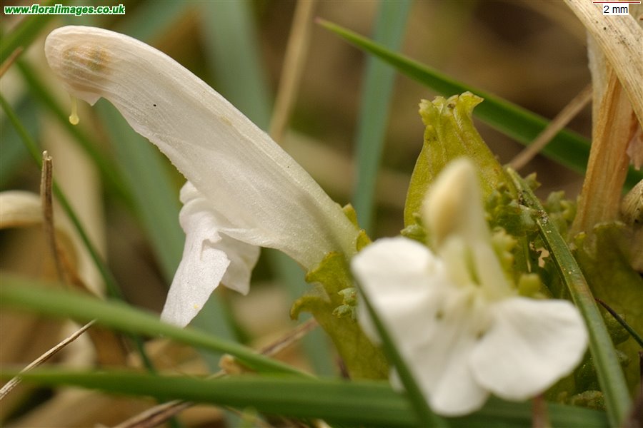Pedicularis sylvatica