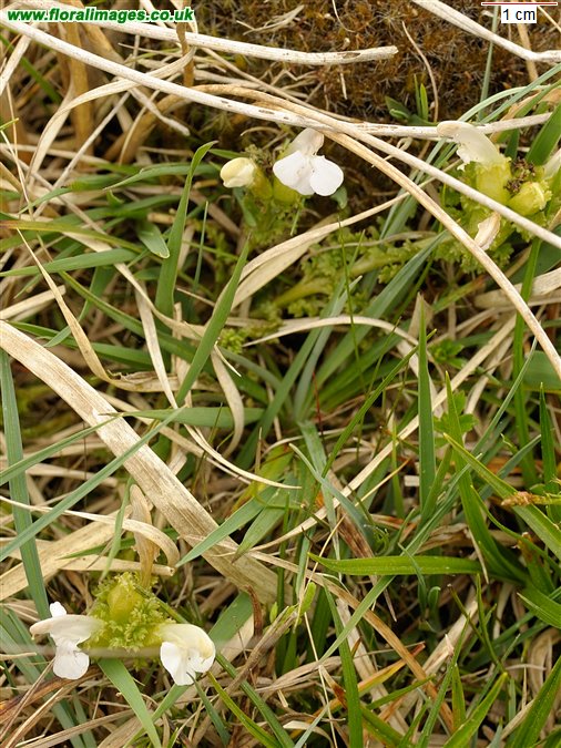 Pedicularis sylvatica