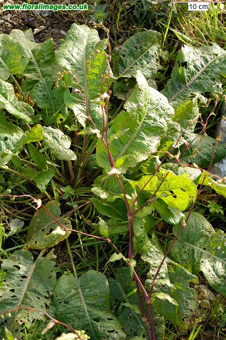 Persicaria hydropiper