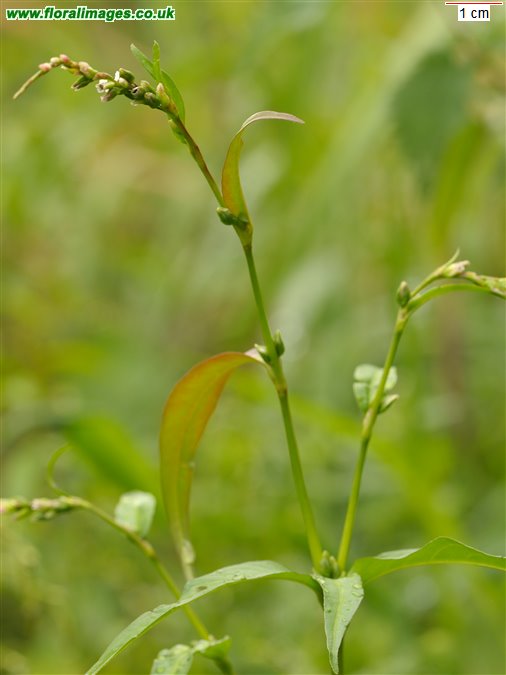Persicaria hydropiper