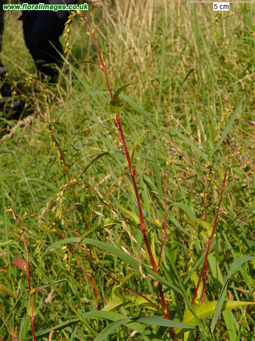 Persicaria hydropiper