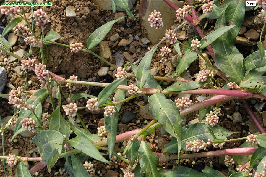 Persicaria maculosa