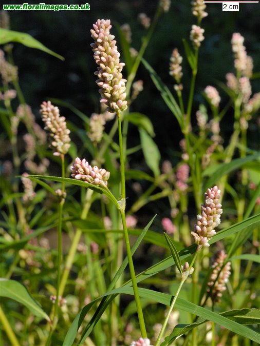 Persicaria maculosa