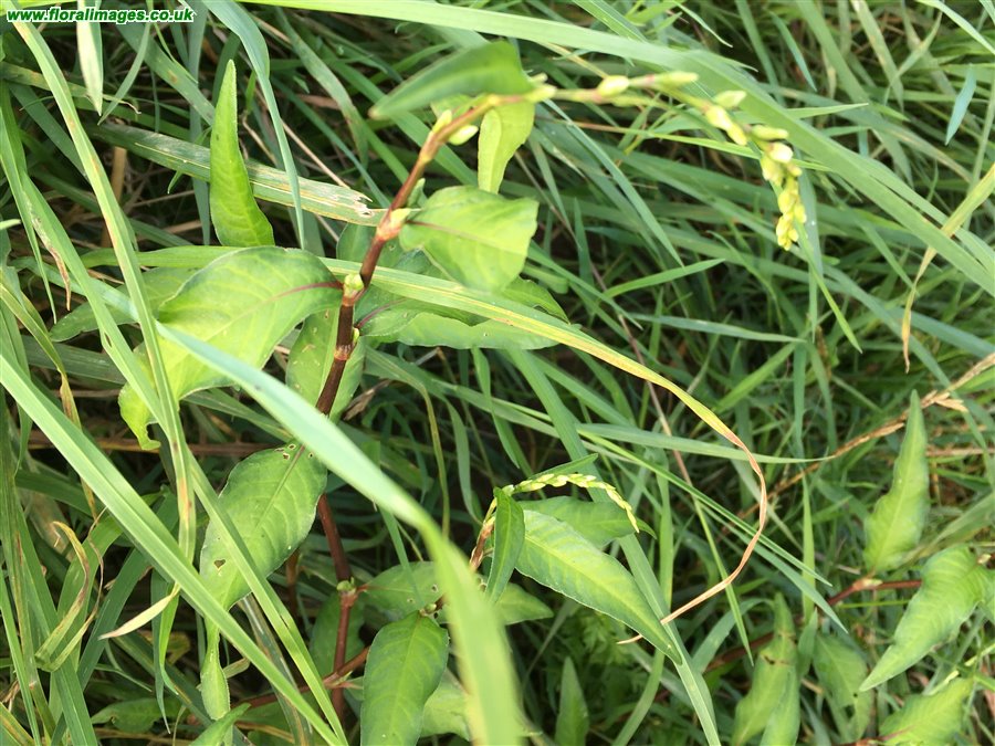 Persicaria mitis