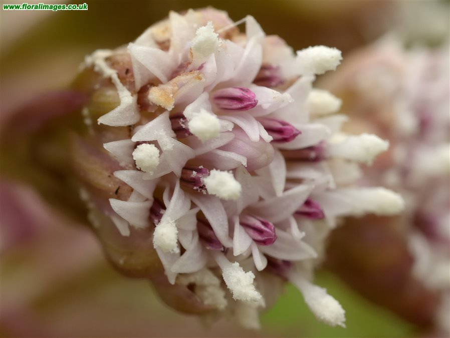 Petasites hybridus