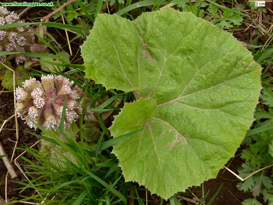 Petasites hybridus
