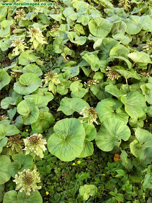 Petasites japonicus
