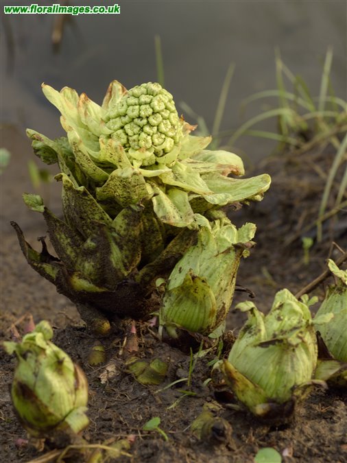 Petasites japonicus