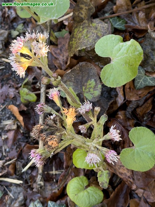 Petasites pyrenaicus