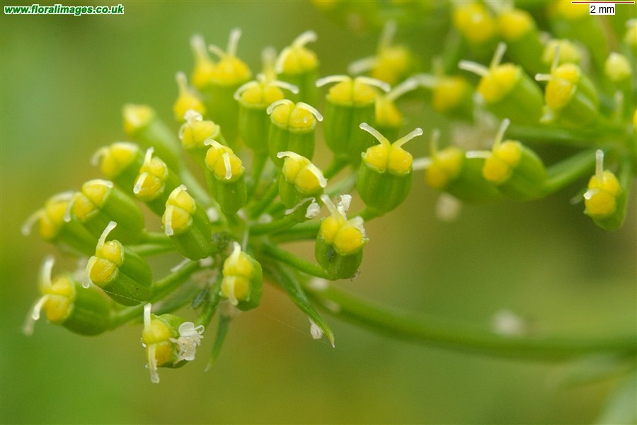 Petroselinum crispum