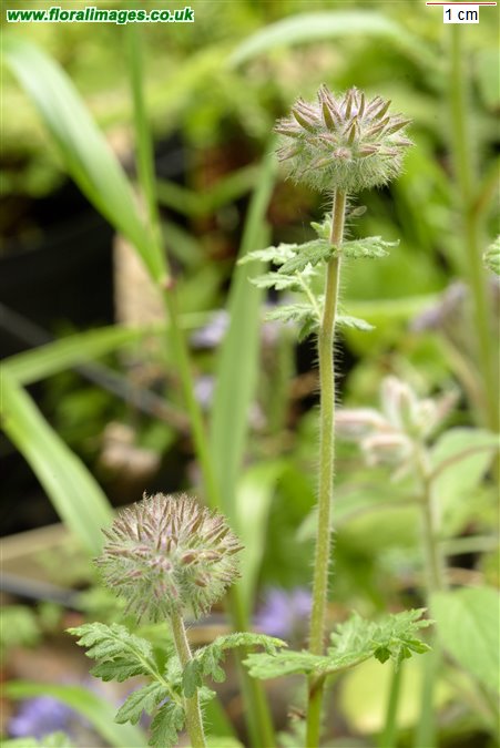 Phacelia tanacetifolia