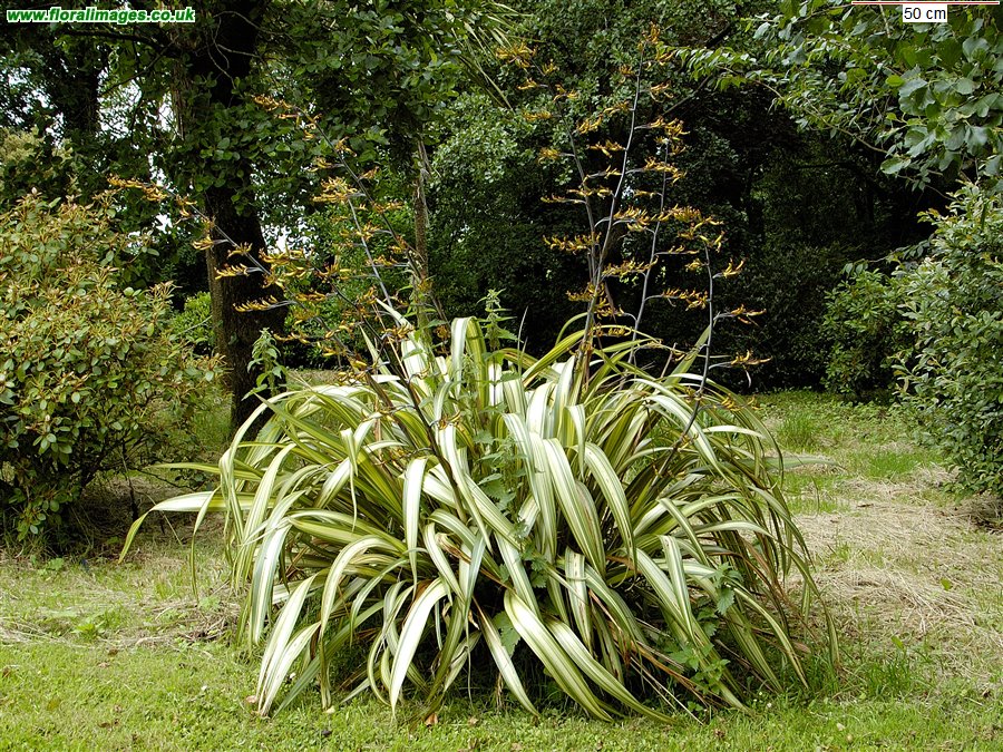 Phormium cookianum
