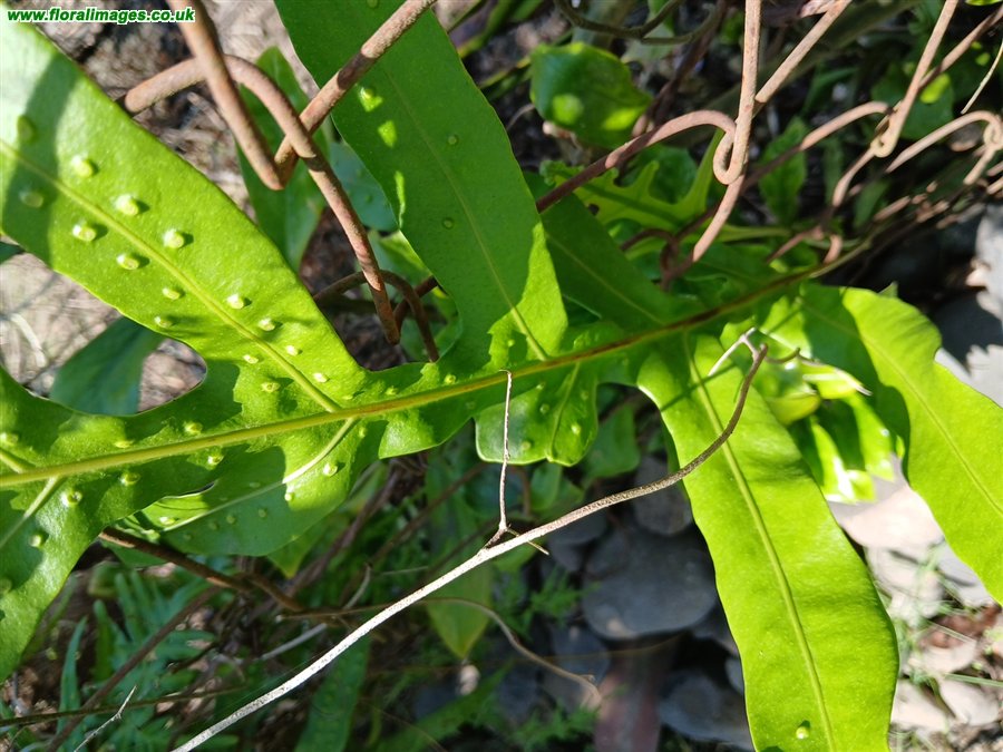 Phymatosorus scolopendria