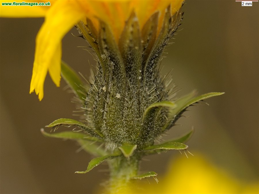 Picris hieracioides